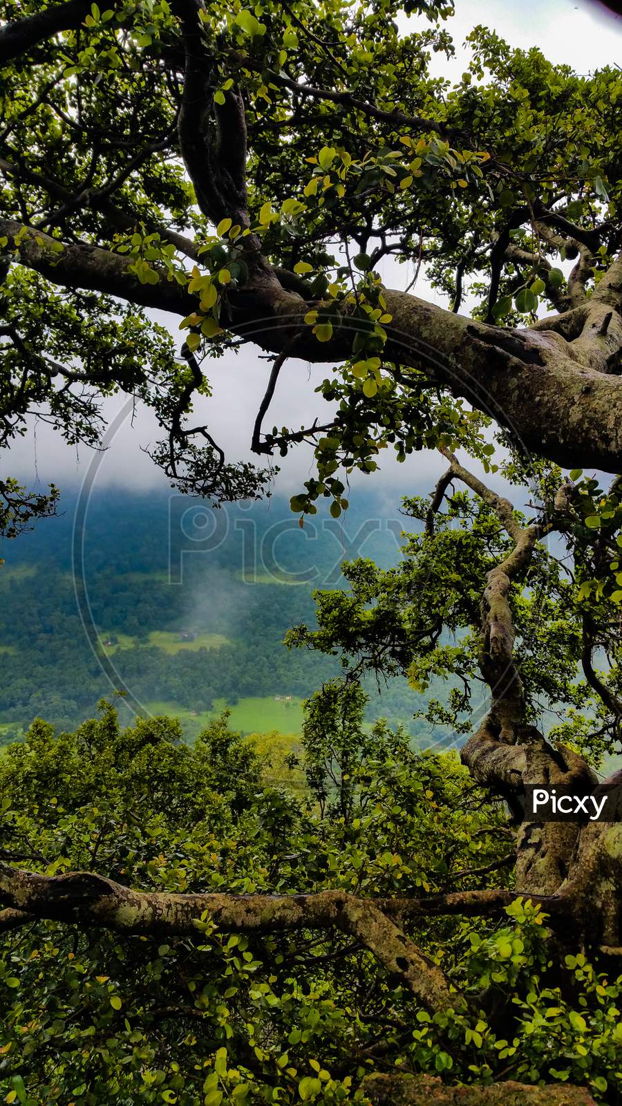 Scenic view of valley in the foreground of a tree on the edge of a mountain in Amrkantak