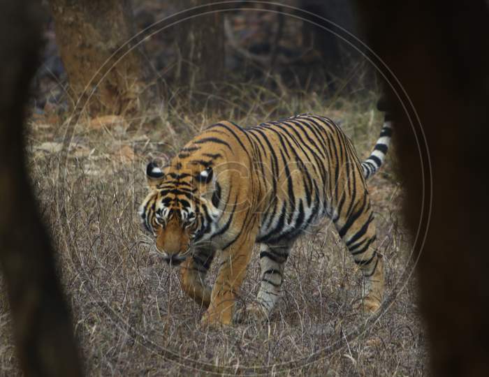 Wild Tigress At The Ranthambore National Park In Rajasthan, India On 9 Feb 2020.
