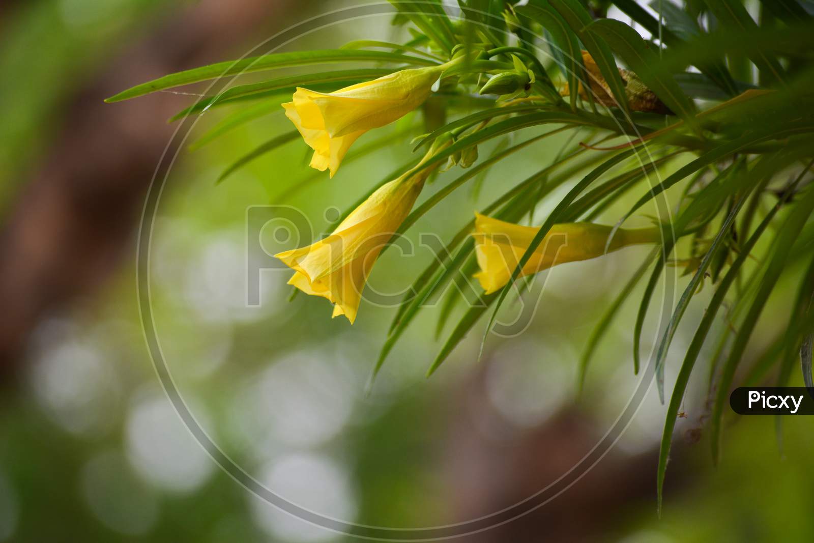 Thevetia peruviana or yellow oleander in the garden