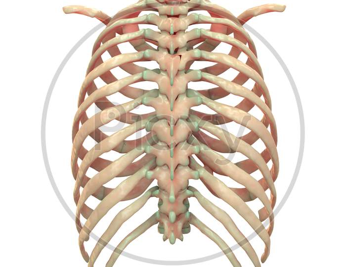 Human Skeleton System Bone Joints Anatomy Posterior View