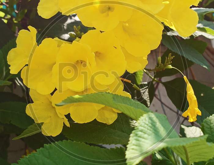 Yellow flower plant