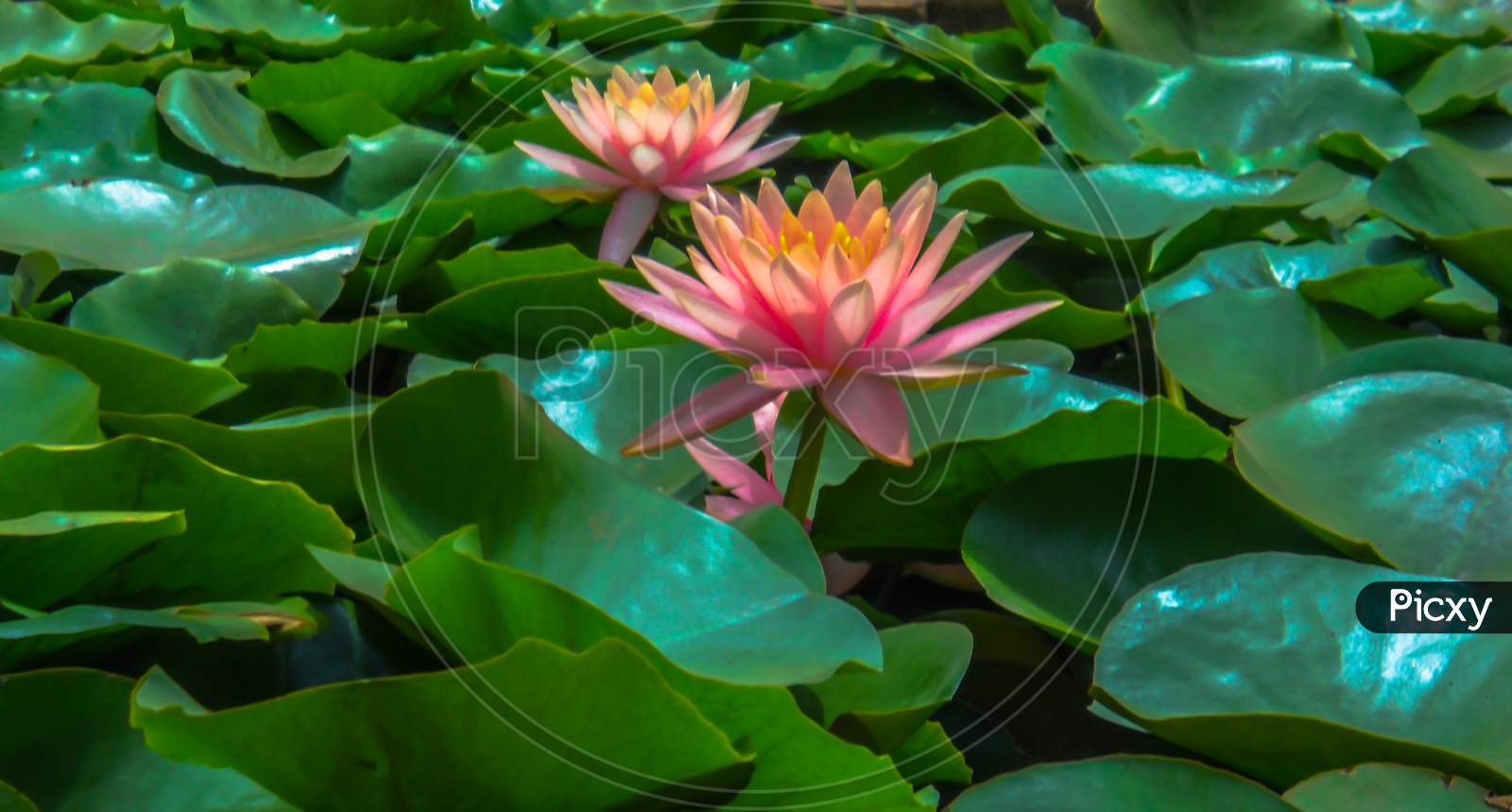 Two Pink Lotus Flowers In A Pond Surrounded By The Green Leaves