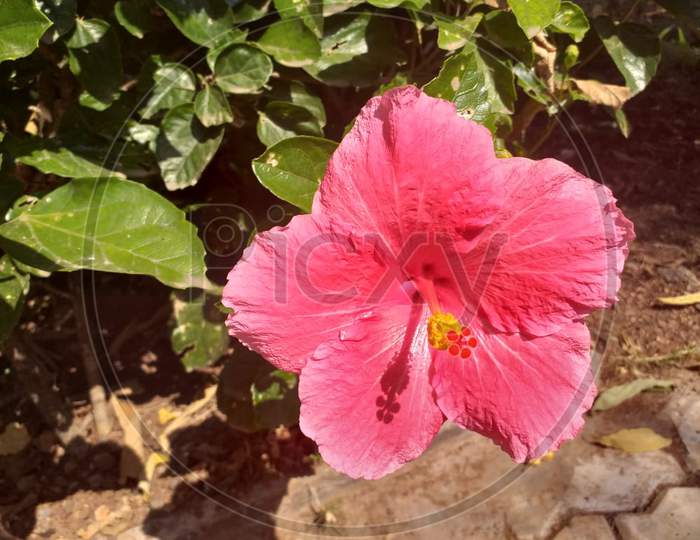 Hibiscus flower with Green Leaves-Beautiful