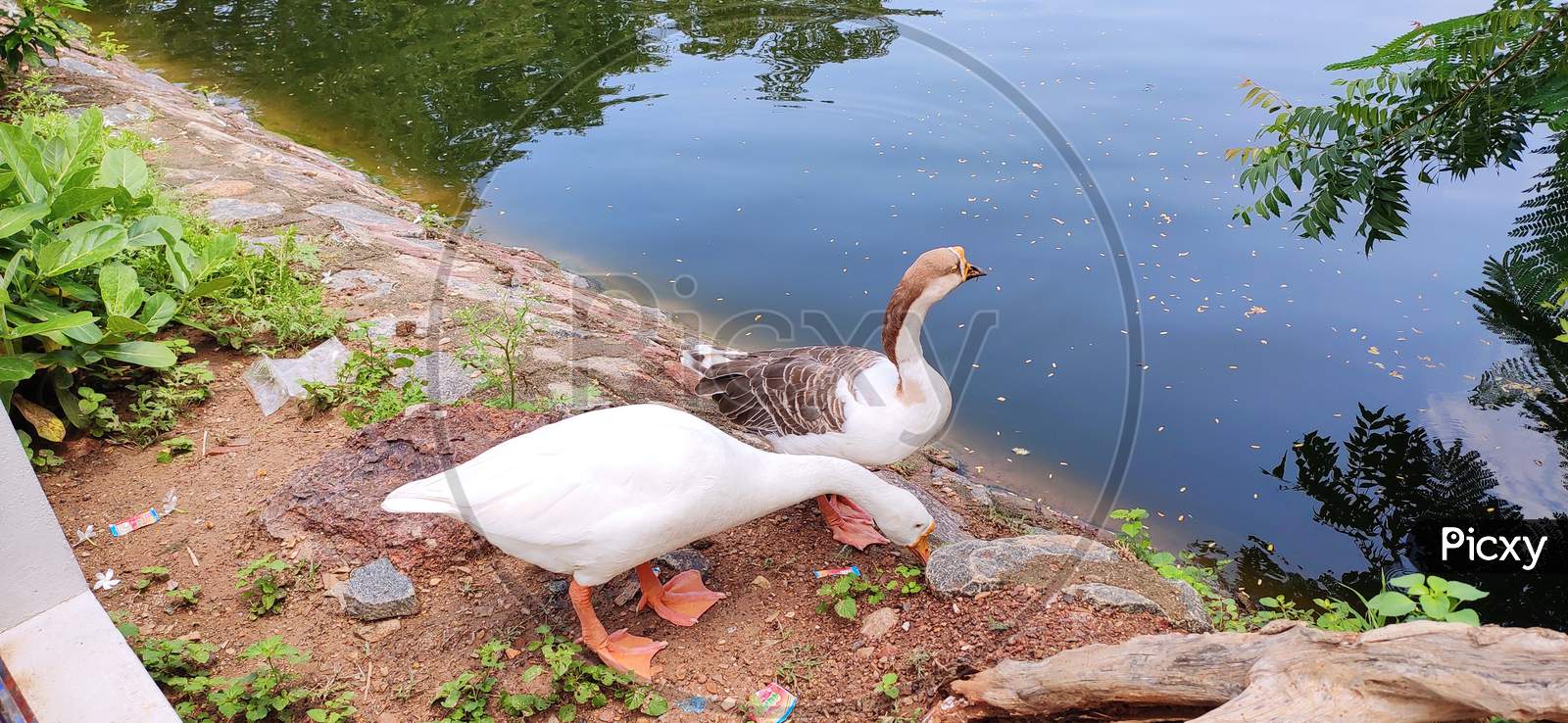 Pair of duck