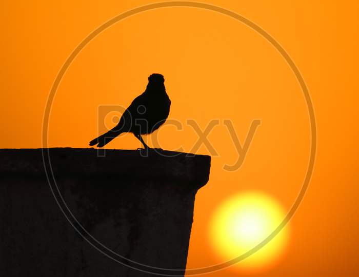A bird in early morning