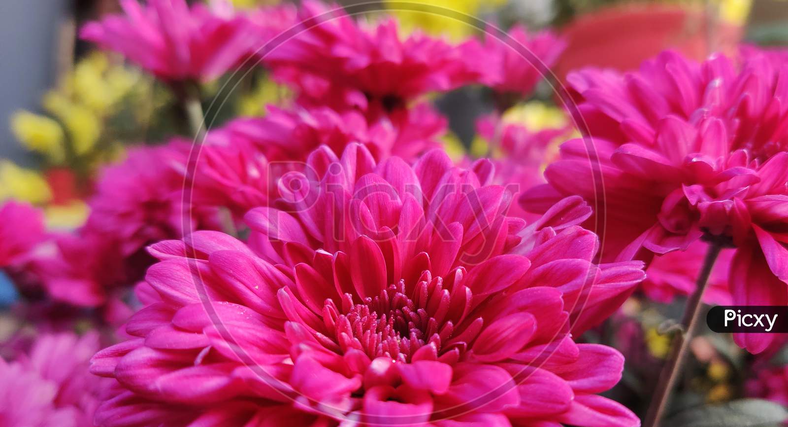 close up of pink chrysanthemum.Pink Flower