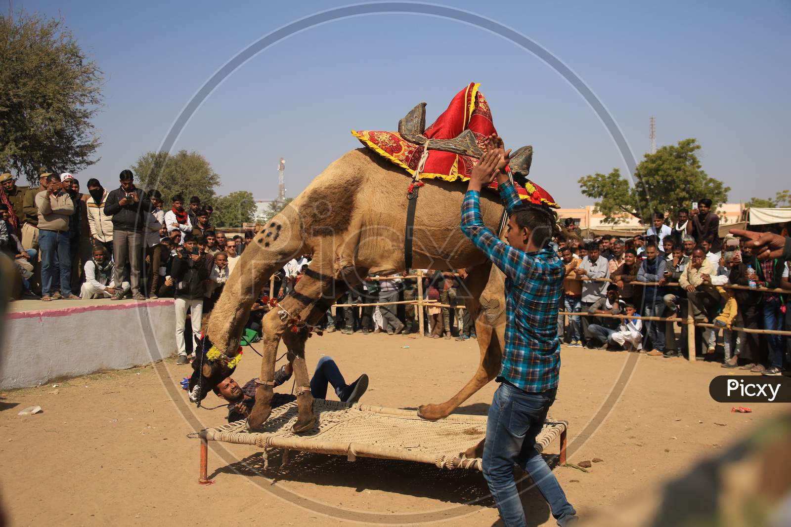 Nagaur Cattle Fair, Where Animals Like Camels, Cows, Horses And Bulls Are Brought To Be Sold Or Traded, In Nagaur District In The Desert State Of Rajasthan, India On 31 January 2020.