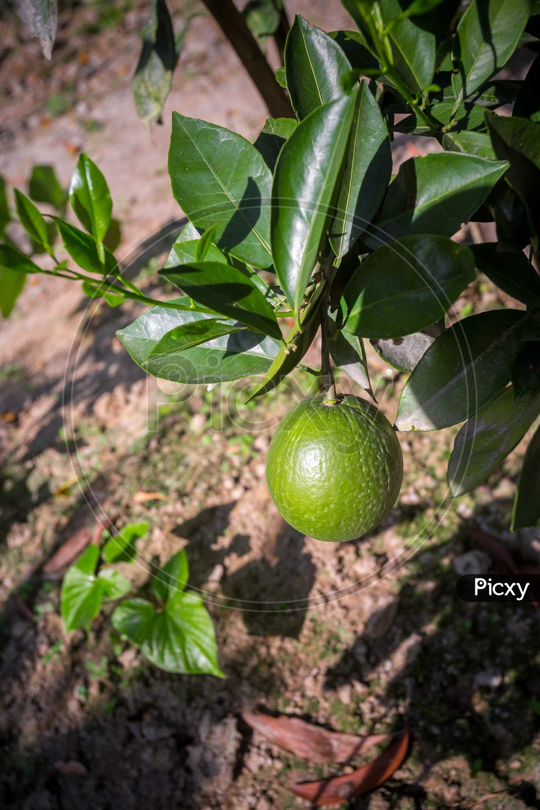 Green Malta(Citrus), Bare-1 Sweet Malta Fruit Hanging On Tree In Bangladesh.