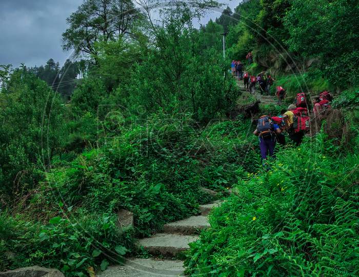 Indian Trekkers Are Walking / Trekking On The Black Stone Path Between The Green Shrubs