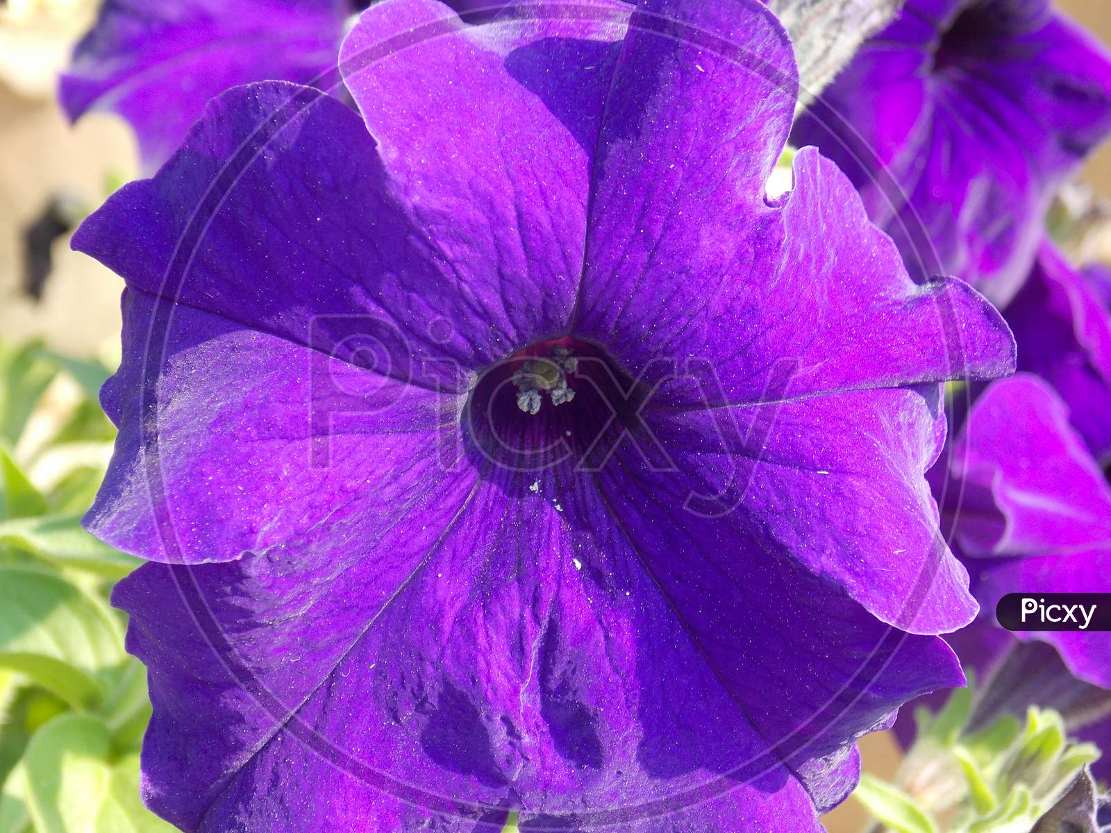 Purple morning glory petunia closeup flower background