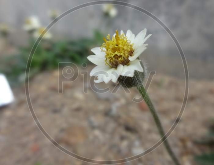 Very closeup pollen camomile macro flowering plant background wallpaper