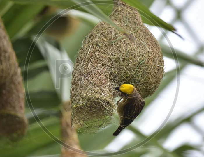 A Baya Weaver Builds A Nest In A Tree In Nagaon District Of Assam On May 13,2020.