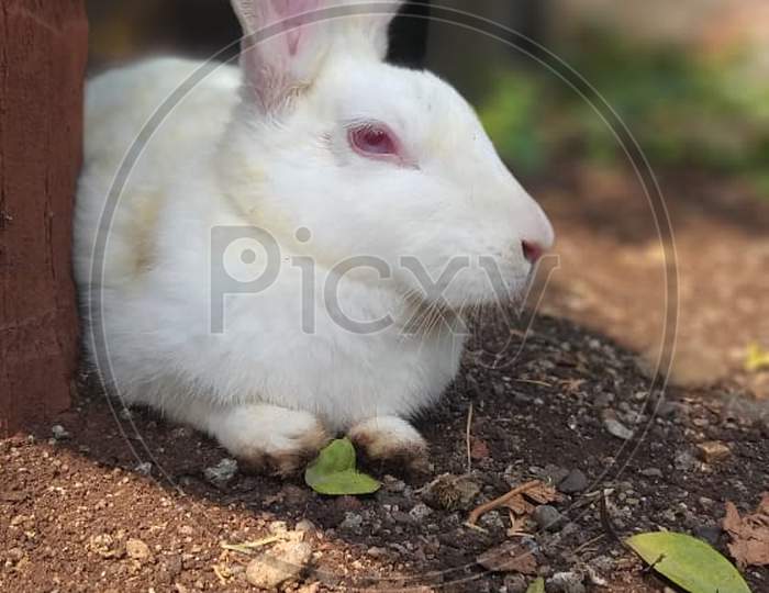 Beautiful White Rabbit