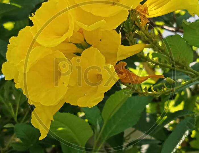 Yellow Bell Flower.