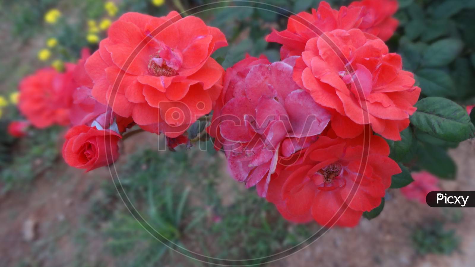 Beautiful Red Rose in garden selective focus floribunda flowering plant