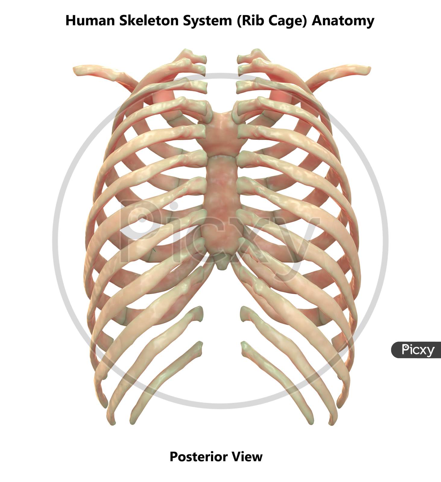 Human Skeleton System Bone Joints Anatomy Posterior View