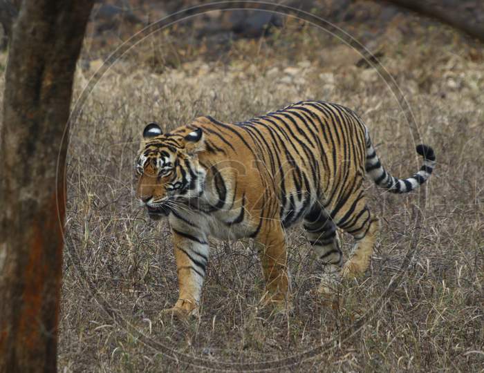 Tiger in The Woods  At The Ranthambore National Park In Rajasthan, India On 9 Feb 2020.