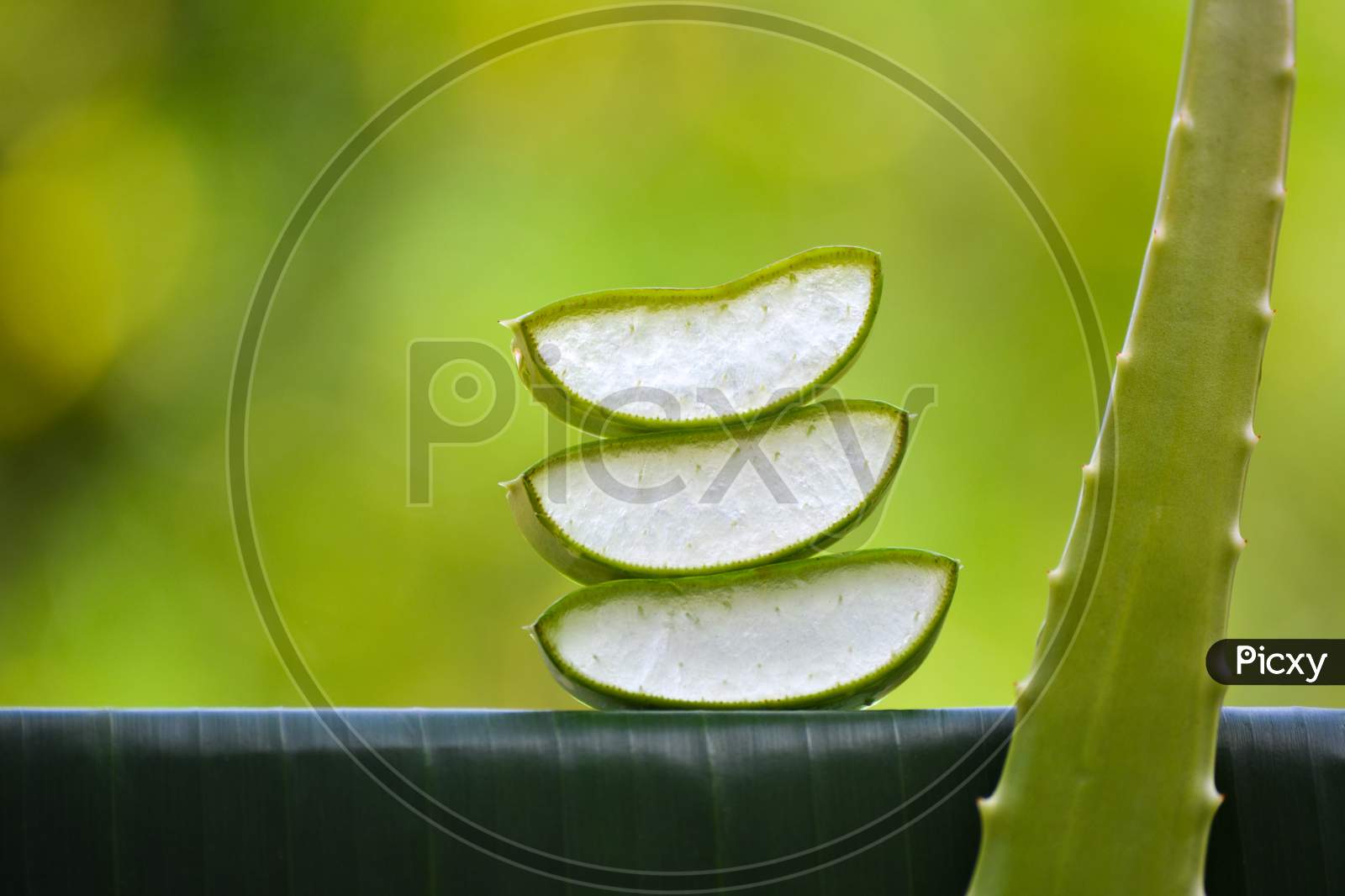 Fresh Aloe vera slices on natural background. Aloe Vera is a very useful herbal medicine for skin care and hair care.