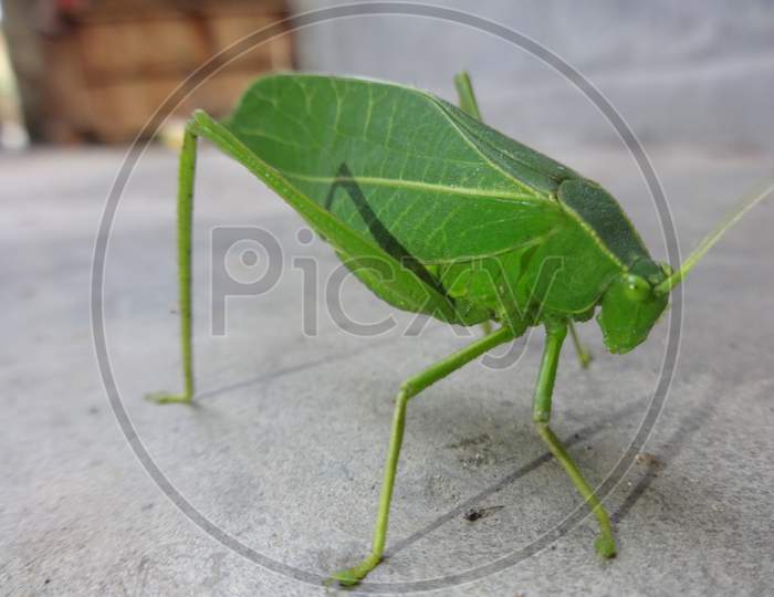 Organism green colour indian grasshopper insect in front of camera