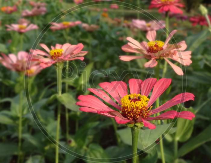 garden cosmos, perennial petal flowering plant closeup image
