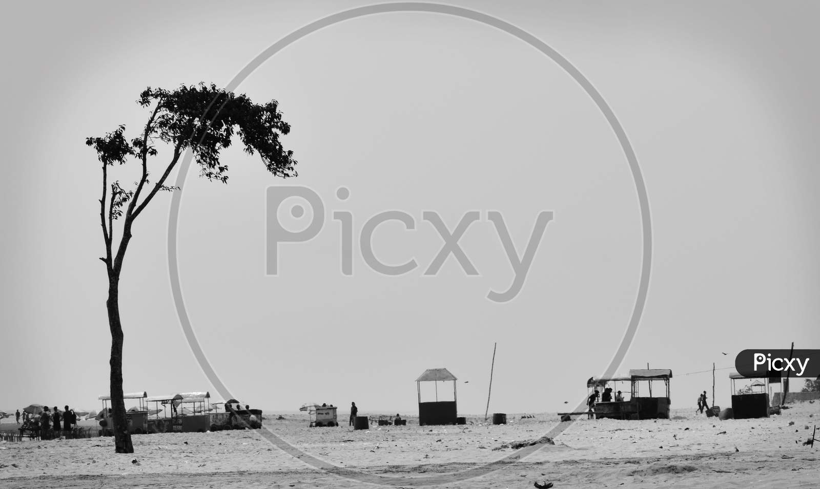 alone tree black and white on bakkhali sea beach