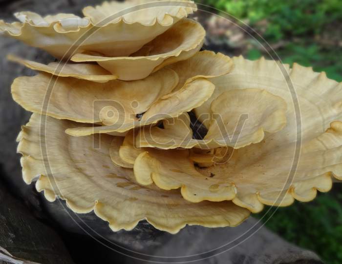 Closeup hen of the wood petal medicinal mushroom fungus wallpaper
