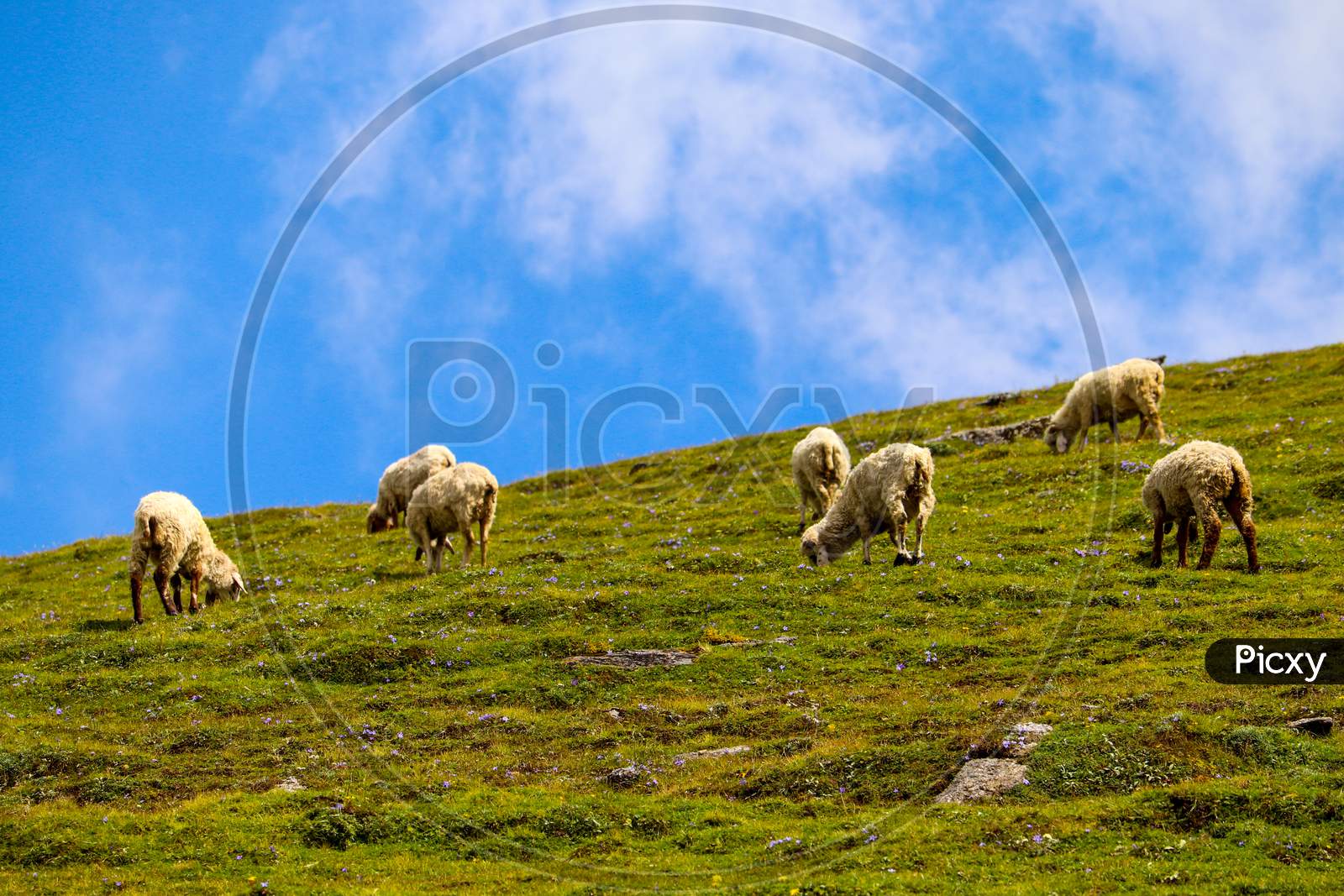 Sheep grazing on pastures