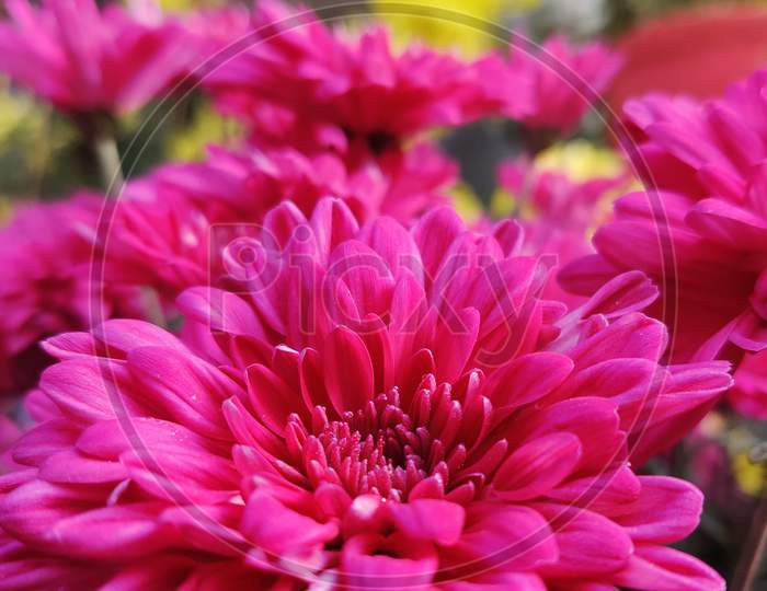 close up of pink chrysanthemum.Pink Flower