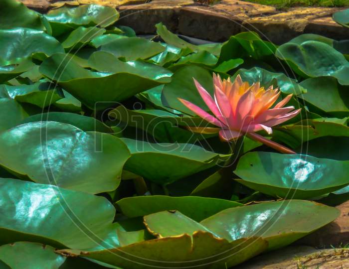 A Single Pink Lotus Flower In A Pond Surrounded By The Green Leaves.