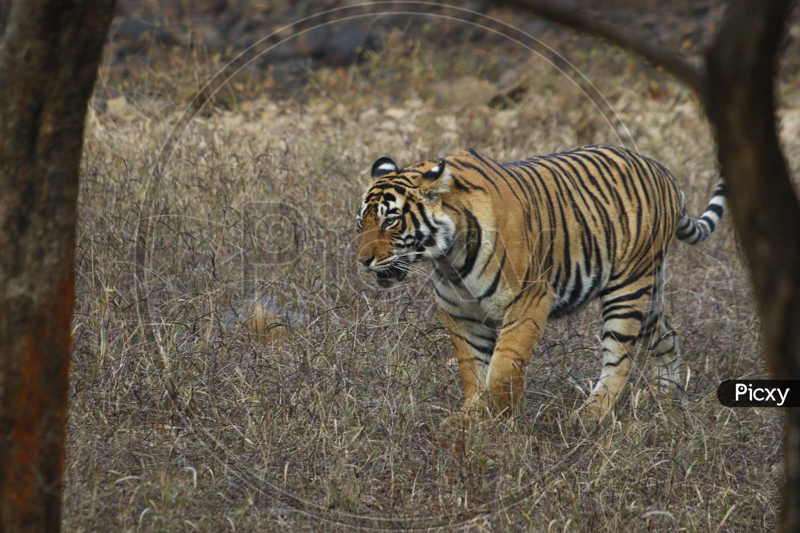 Tiger in The Woods  At The Ranthambore National Park In Rajasthan, India On 9 Feb 2020.