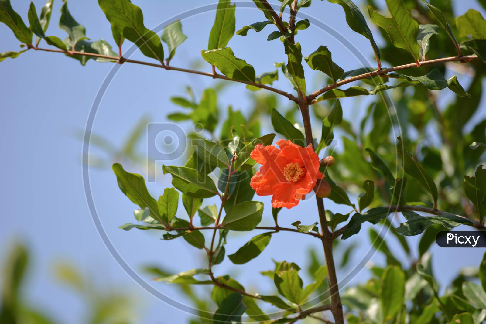 Pomegranate flowers and green leaves in nature