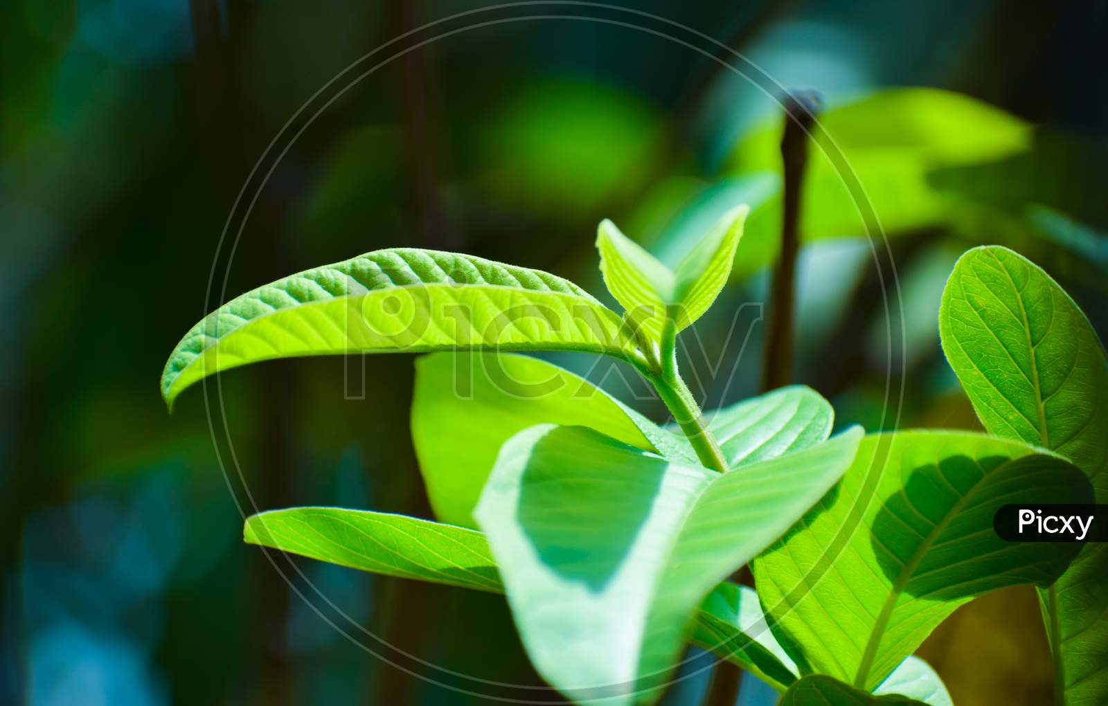 Green Leaf with green background