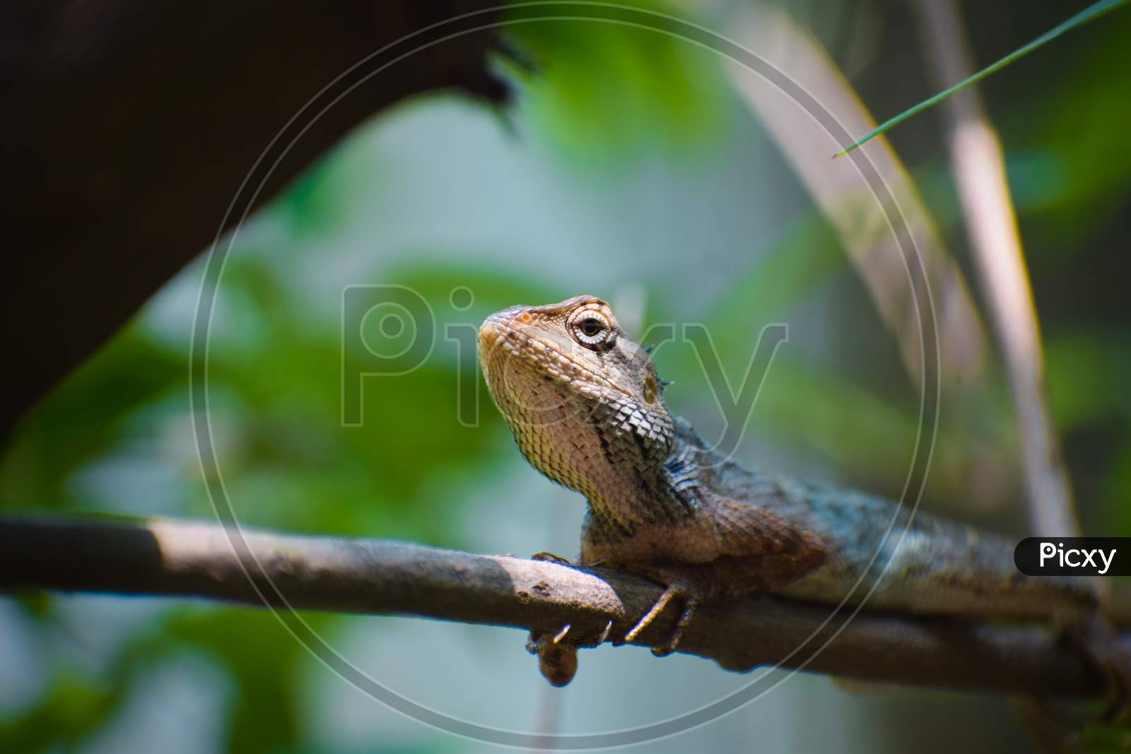 Lizard Chameleon in tree branch green background