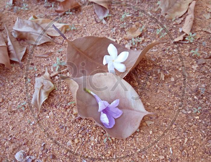 Dry Leafs and Flowers