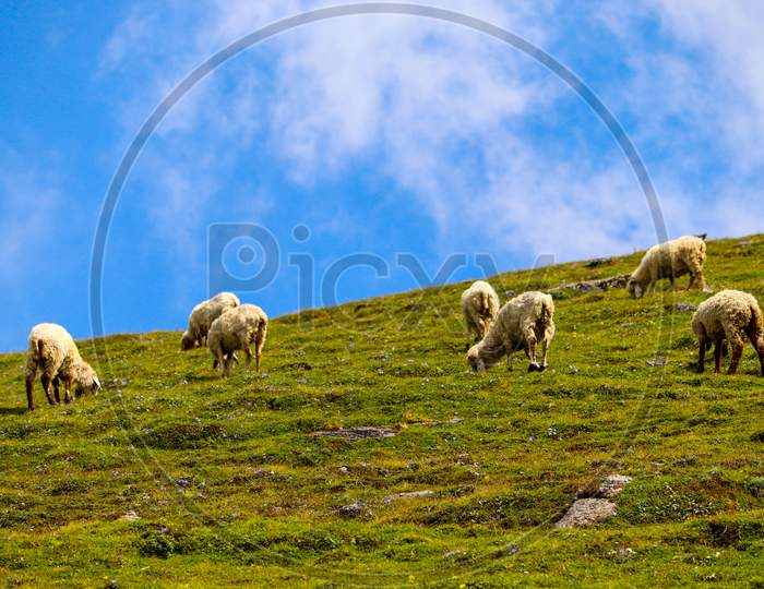 Sheep grazing on pastures