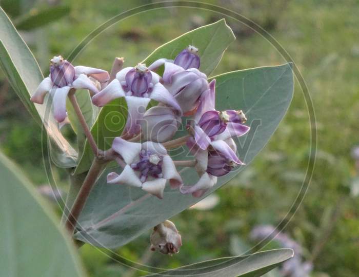 Very closeup dogbane common milkweed wildflower plant, indian akando flower