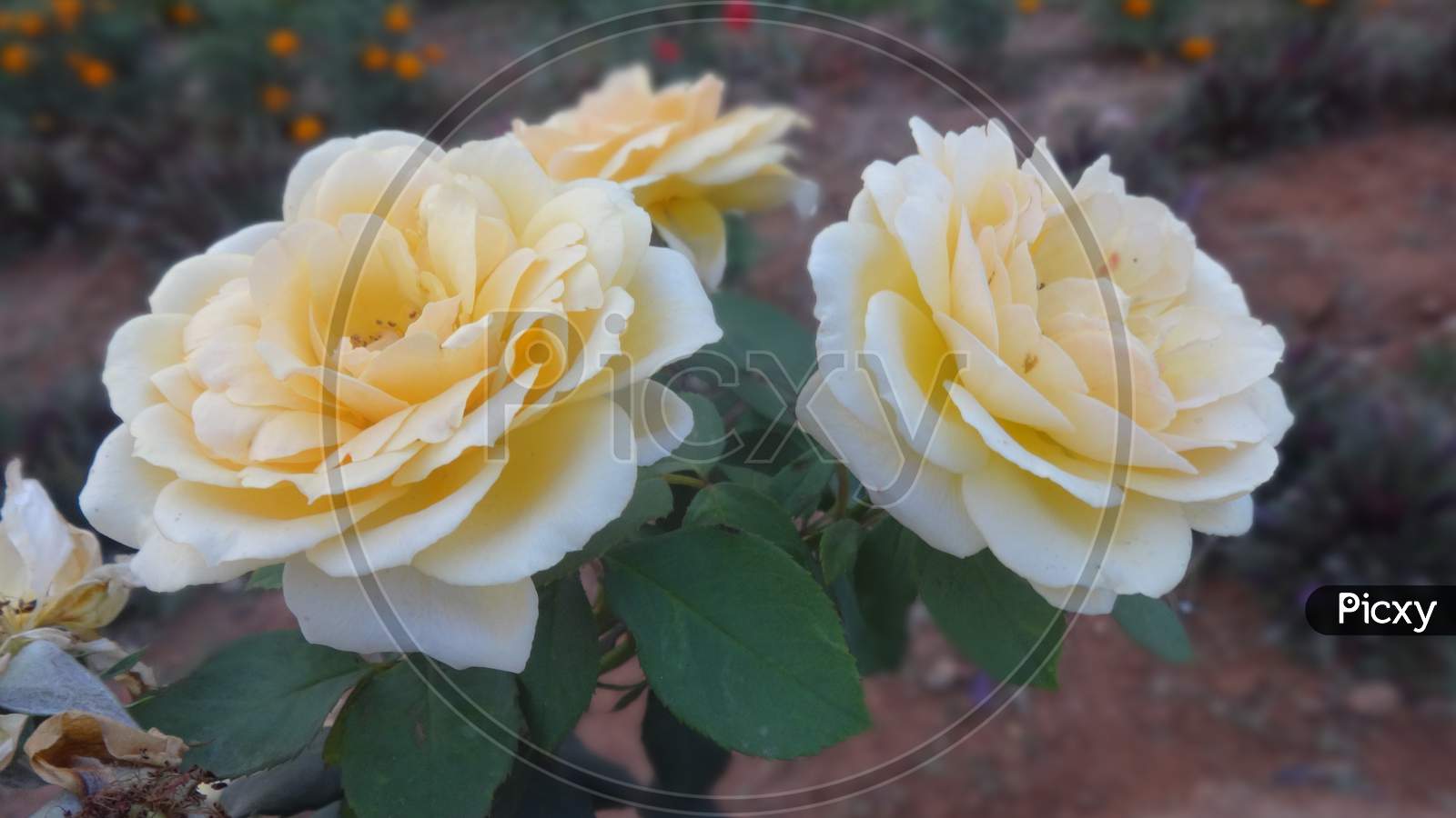Beautiful yellow Rose in garden selective focus floribunda flowering plant