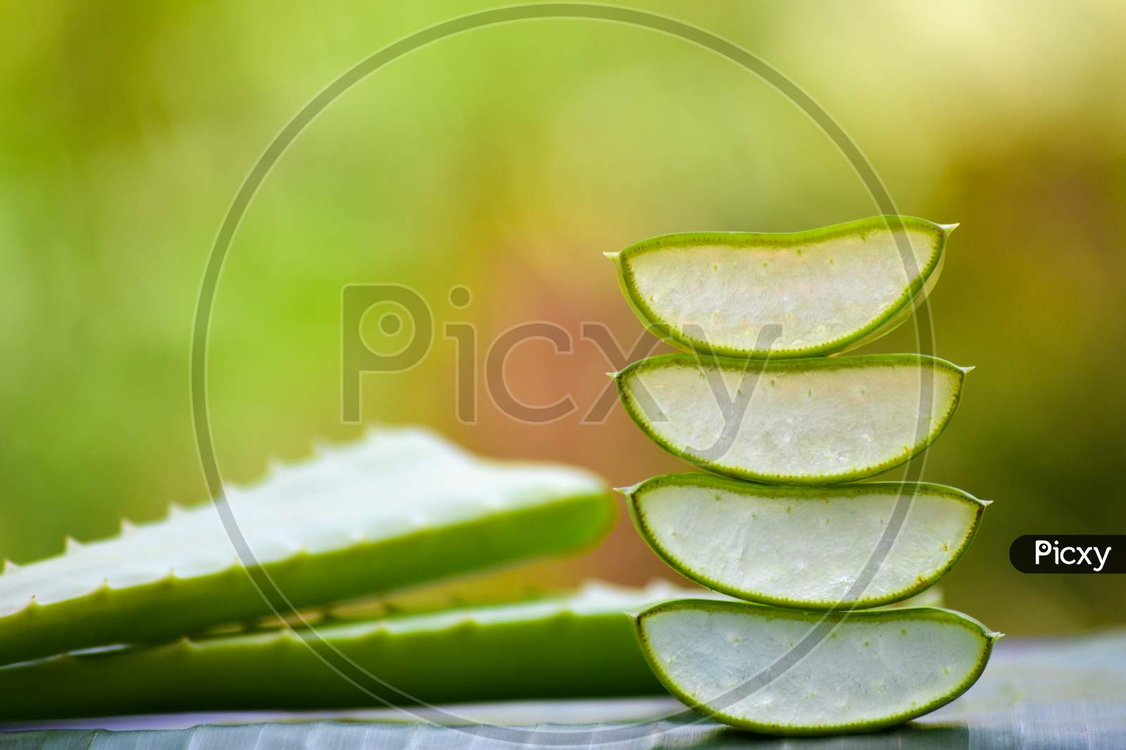 Fresh Aloe vera slices on natural background. Aloe Vera is a very useful herbal medicine for skin care and hair care.