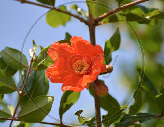 Pomegranate flowers and green leaves in nature