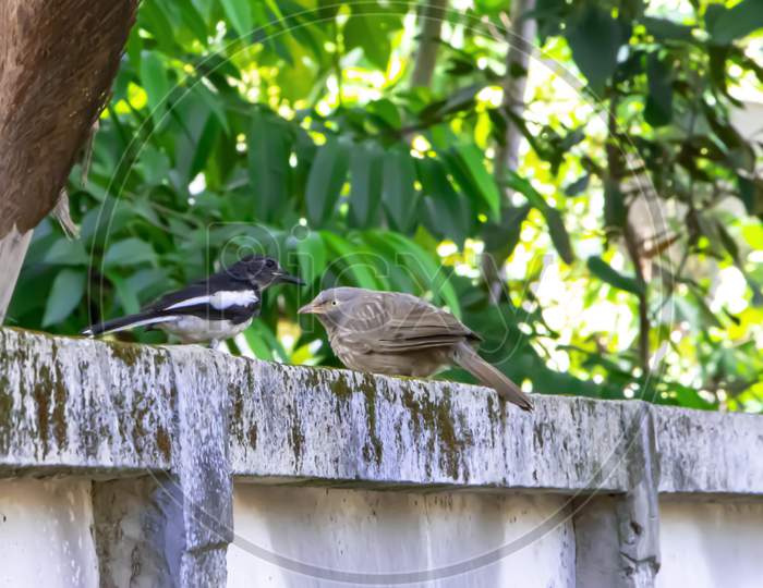 two birds sitting on wall.