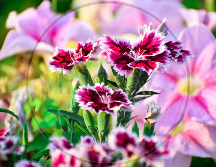 Pink beautiful Dianthus flower