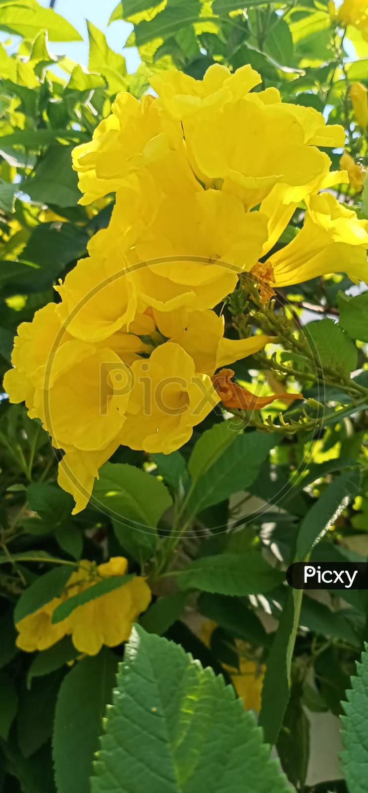 Yellow Bell Flower.