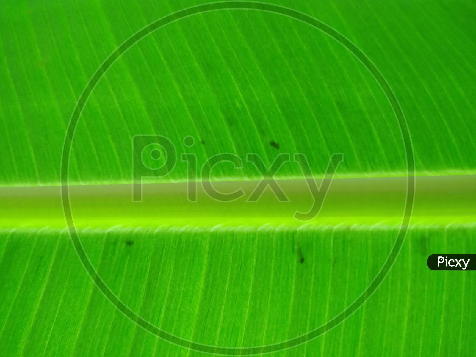 Banana leaf, wallpaper