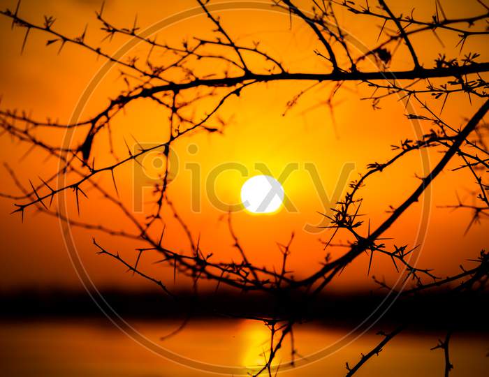 Sun in the arms of tree.