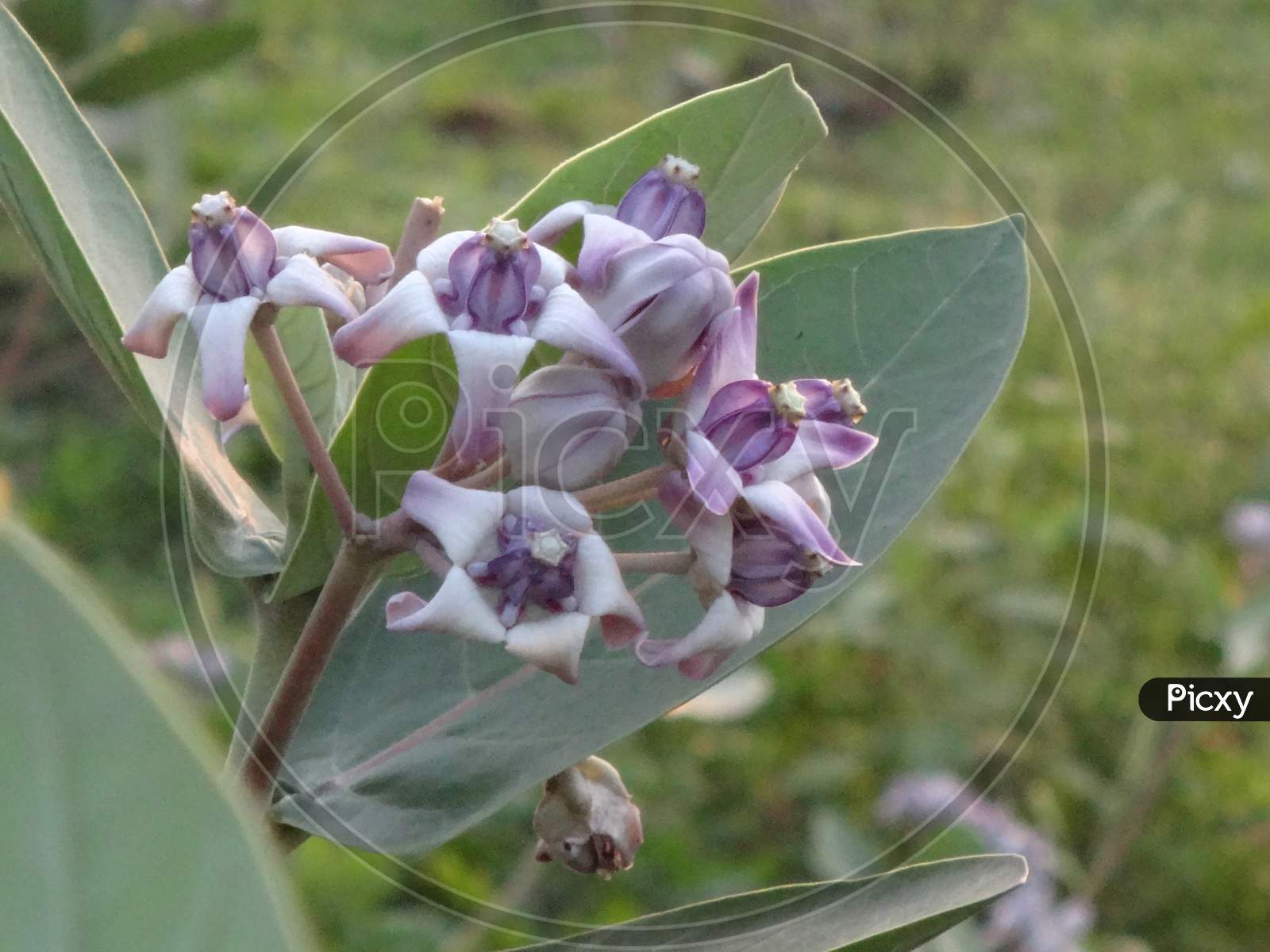 Very closeup dogbane common milkweed wildflower plant, indian akando flower
