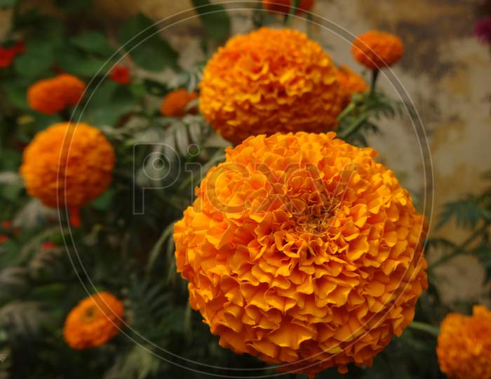 English marigold, indian ganda fool orange color flowering plant