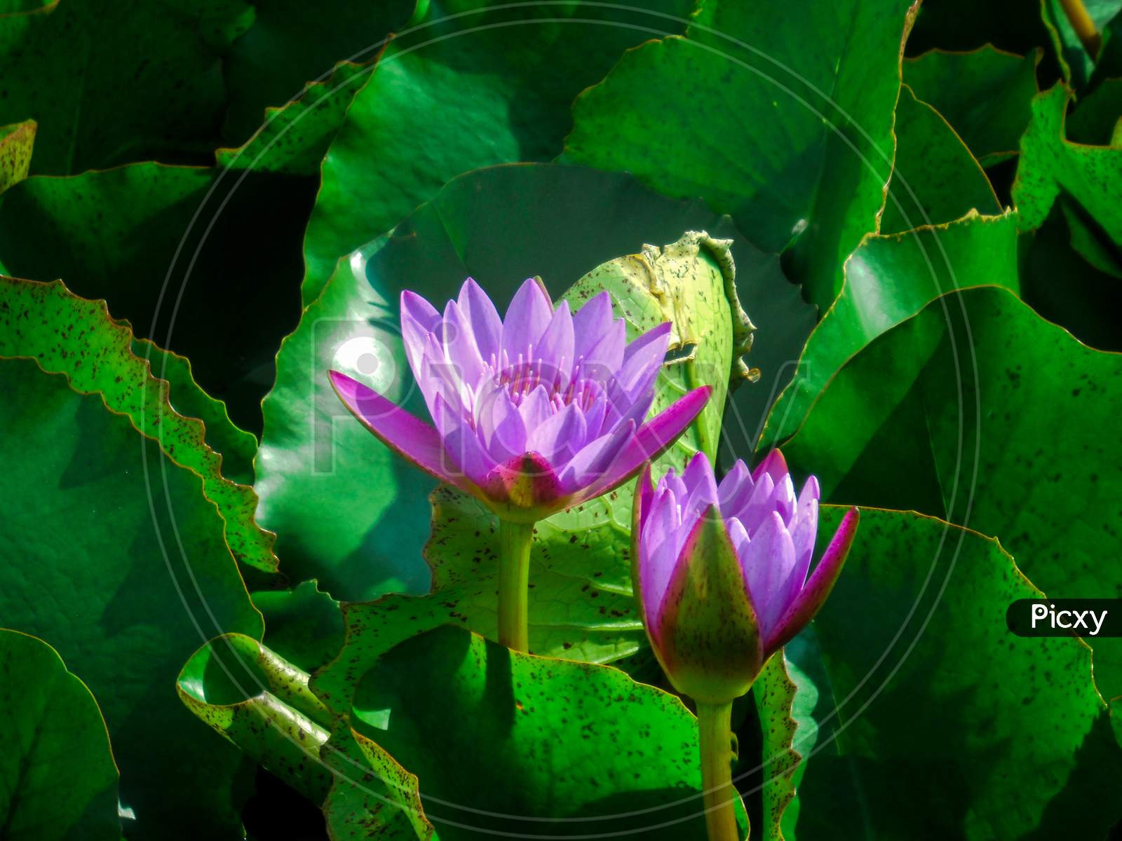 Two Isolated Violet Lotus Flowers In The Pond Surrounded By The Green Leaves.
