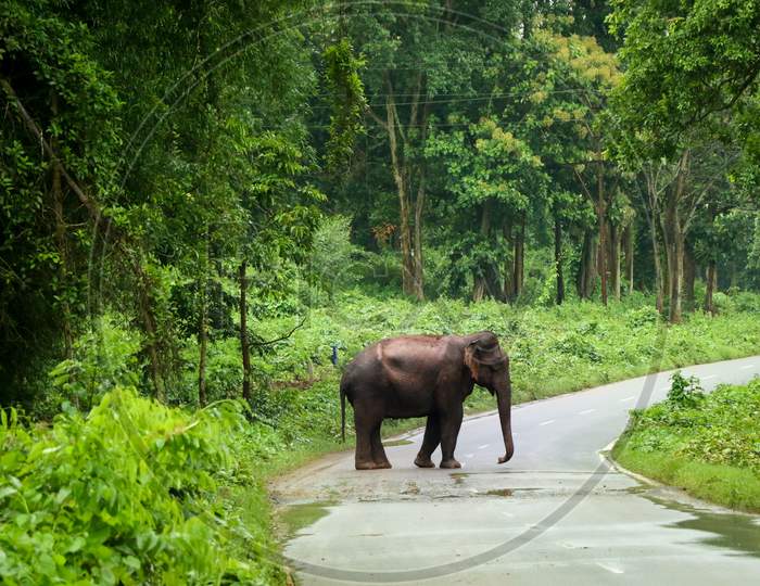 Elephant Road Crossing