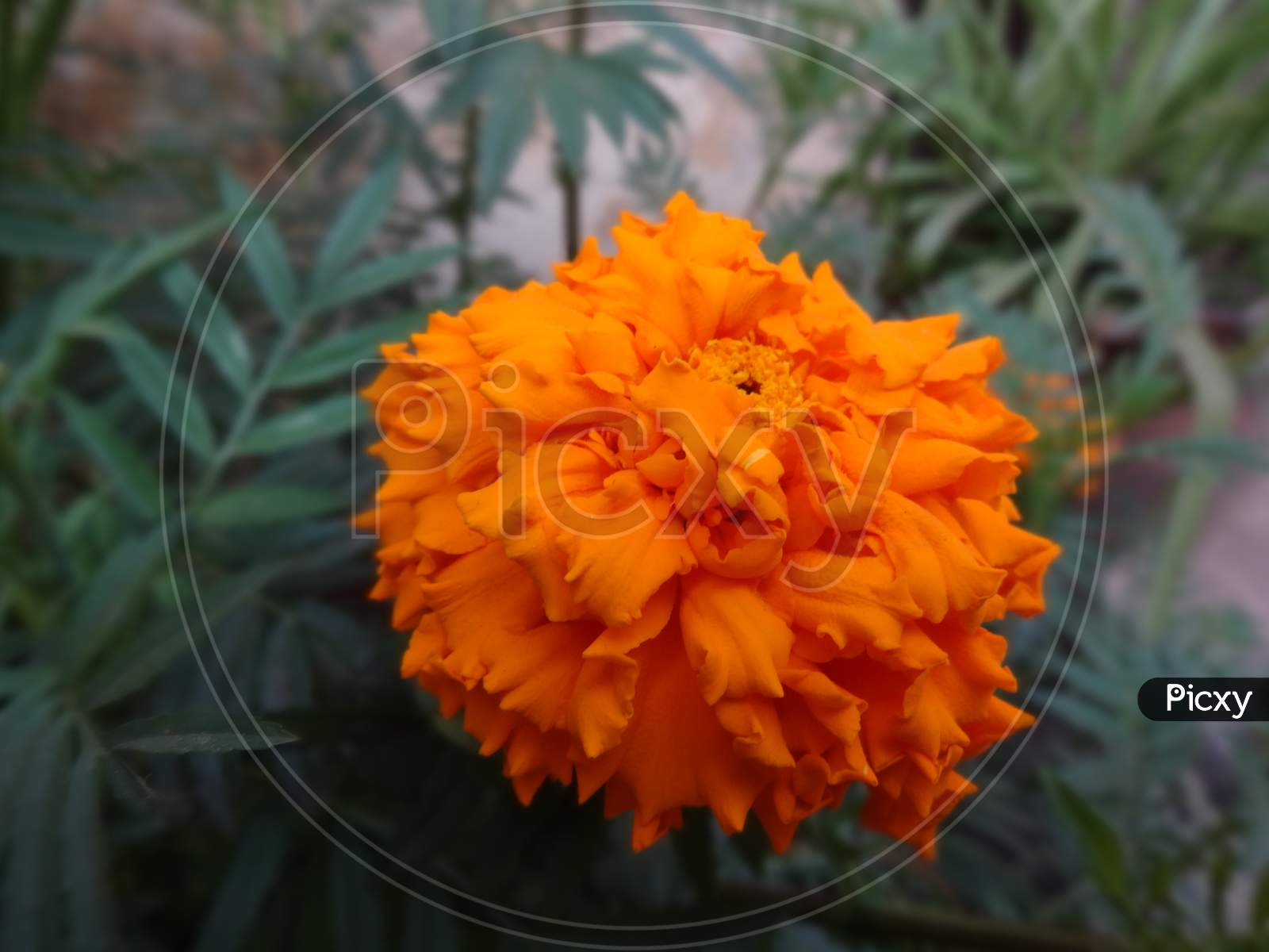 Closeup English marigold orange color flowering plant Background wallpaper