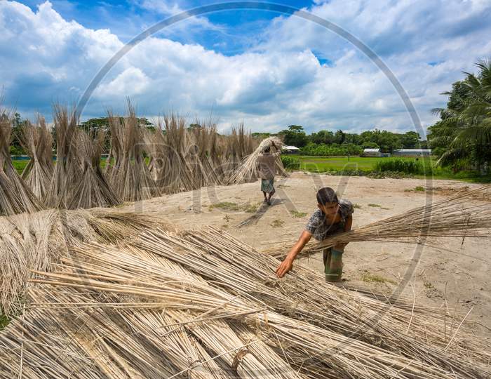 Bangladesh – August 06, 2019: Workers Are Carring Jute Sticks For Sun Drying At Madhabdi, Narsingdi, Bangladesh.